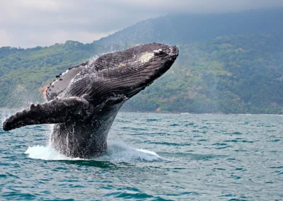 Humpback whale surfacing in Golfo Dulce, Costa Rica.