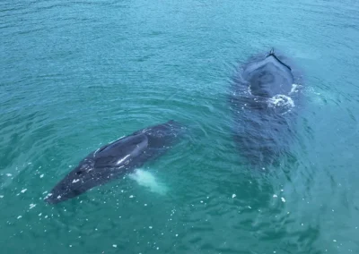 Underwater view of a humpback whale during a whale-watching tour in Costa Rica.