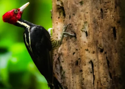 Woodpecker on a tree at Templo del Tigre.