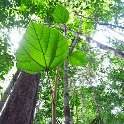 Abuta (Cissampelos pareira), a master plant used in traditional Amazonian plant medicine dieta at Templo del Tigre.