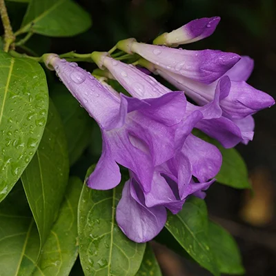 Ajo Sacha (Mansoa alliacea), a master plant used in Amazonian plant medicine dieta at Templo del Tigre.