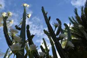 Sacred Andean cactus used in traditional plant medicine.