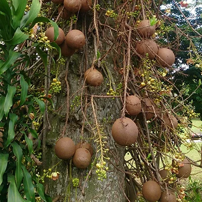 Ayahuma (Couroupita guianensis) – Traditional Amazonian master plant used in dieta at Templo del Tigre, Costa Rica.