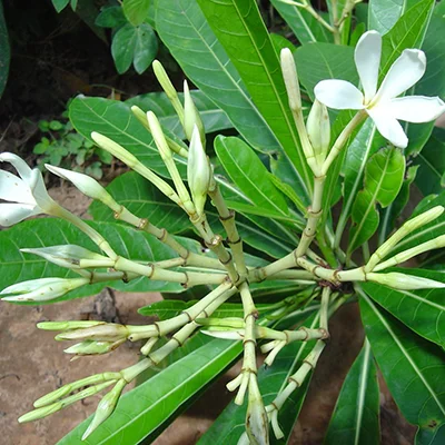 Bellaco Caspi (Himatanthus sucuuba) – Master plant traditionally used in Amazonian medicine for skin healing, inflammation, and women’s health.