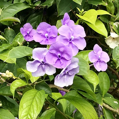 Chiric Sanango (Brunfelsia grandiflora) flowering plant known as “bone doctor” in Amazonian medicine at Templo del Tigre.