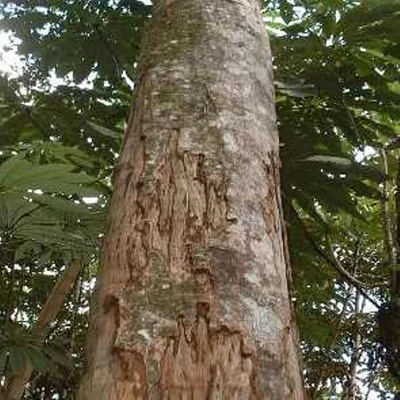 Chuchuhuasi plant (Maytenus macrocarpa), a master plant used in dieta at Templo del Tigre retreat center.