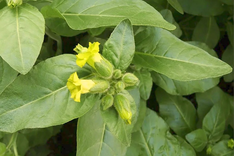 Close-up of Nicotiana rustica plant with yellow flower, sacred tobacco used in Amazonian medicine.