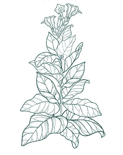 Nicotiana rustica, sacred tobacco plant used in Amazonian plant medicine.