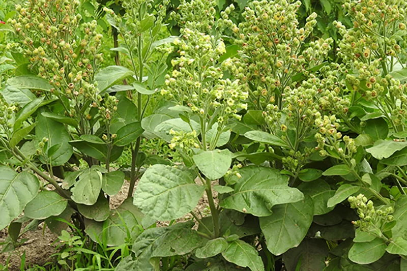 Wide view of Nicotiana rustica tobacco plants growing in natural jungle garden.