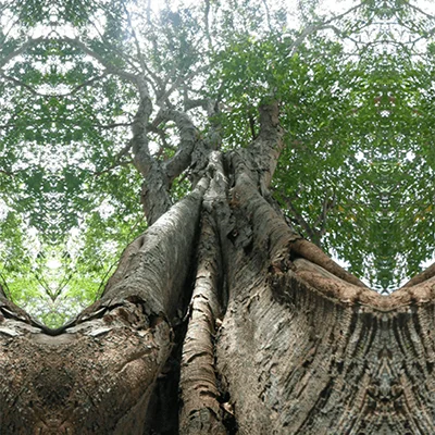 Tamamuri (Brosimum acutifolium) master plant used in traditional Amazonian medicine at Templo del Tigre.