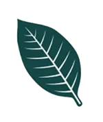 Symbolic tobacco leaf divider representing sacred tobacco medicine.