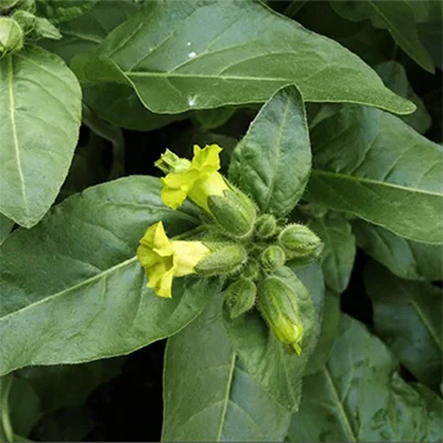 Nicotiana rustica tobacco plant used in traditional master plant dieta at Templo del Tigre.