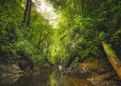 Río Tigre flowing through the jungle beside Templo del Tigre, a plant medicine retreat center in Costa Rica’s Osa Peninsula.
