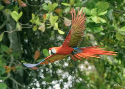 Scarlet macaw flying over the rainforest at Templo del Tigre, a plant medicine retreat center in the Osa Peninsula of Costa Rica.